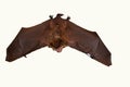 Geoffroy`s bat Myotis emarginatus Royalty Free Stock Photo